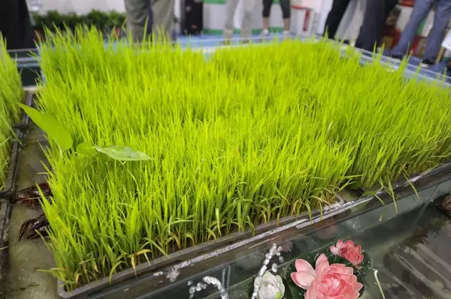 芽狀元亮相中國農(nóng)洽會 玩轉(zhuǎn)古法豆芽的創(chuàng)新表達(dá)